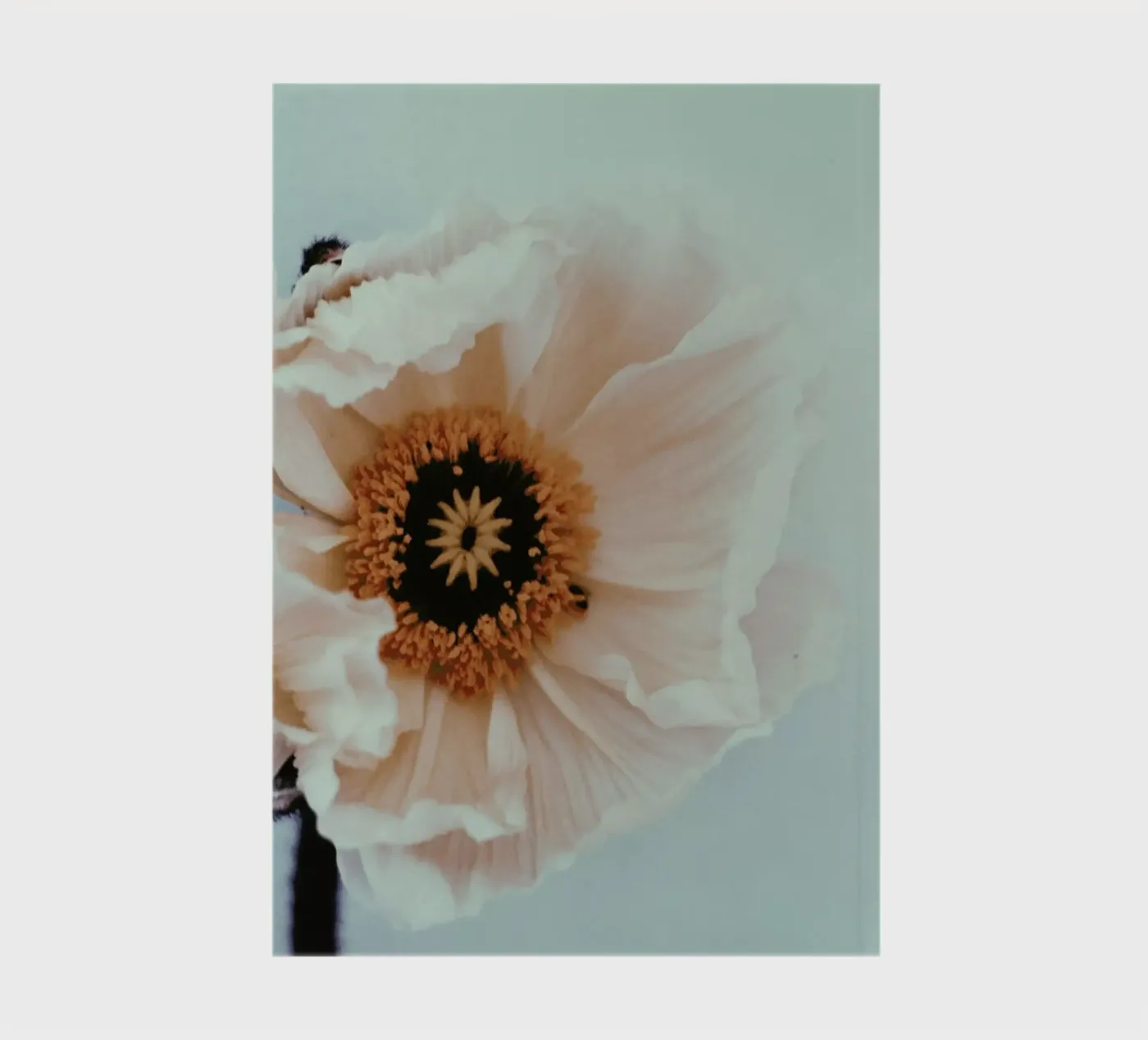 Bloom notebook by Morgan Kendall