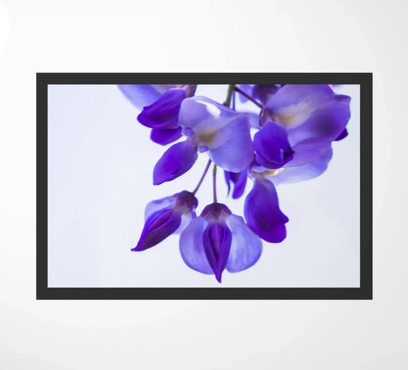 glicine zerbino da Teresa André