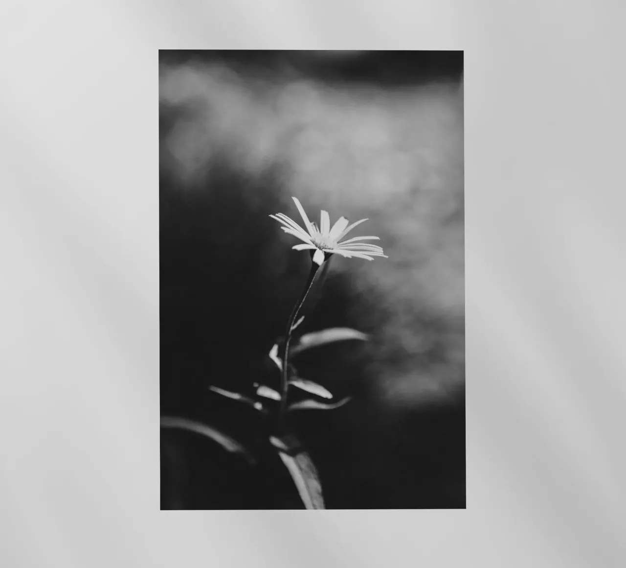 Fiore delicato a fuoco - estetica monocromatica pellicola backlit da Bold and Retro