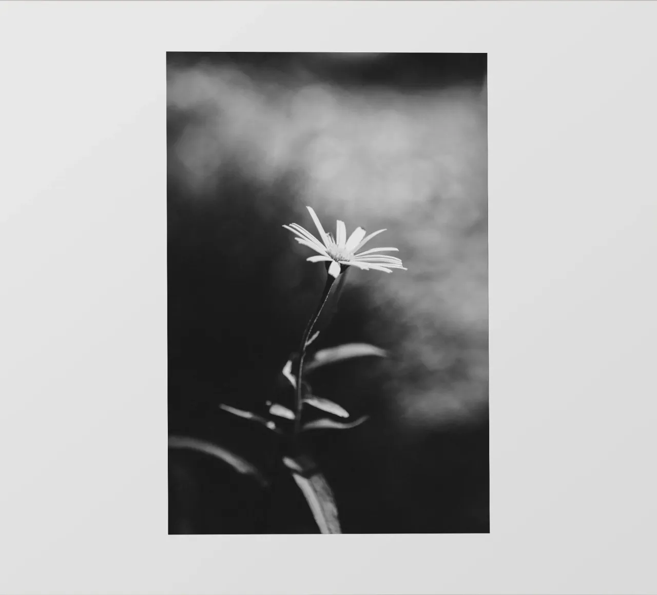 Fiore delicato a fuoco - estetica monocromatica pellicola backlit da Bold and Retro
