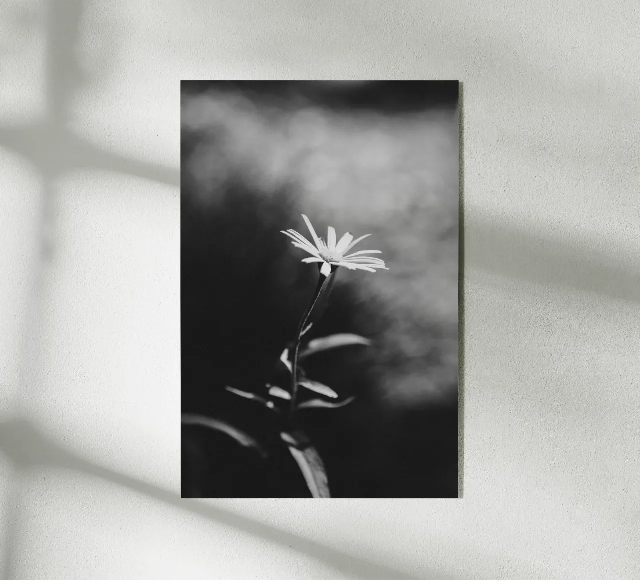 Delicate flower in focus - monochrome aesthetics acrylic glass by Bold and Retro