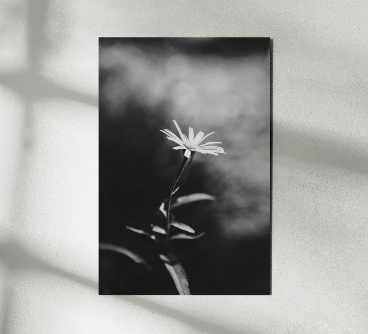 Delicate flower in focus - monochrome aesthetics alu-dibond by Bold and Retro