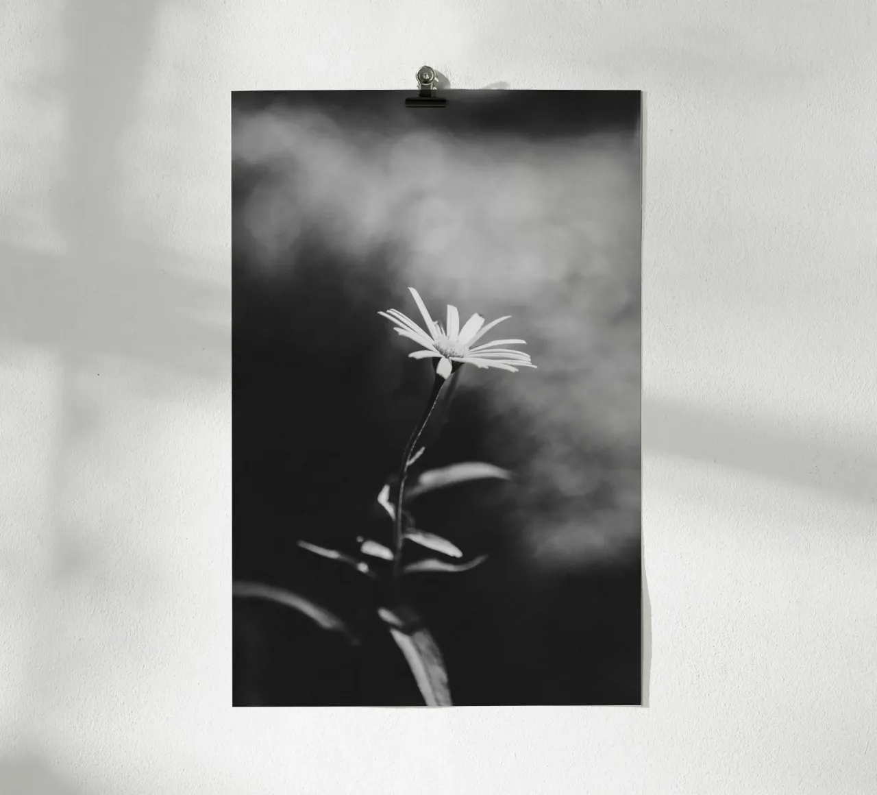 Zarte Blume im Fokus – Monochrome Ästhetik Hahnemühle von Bold and Retro