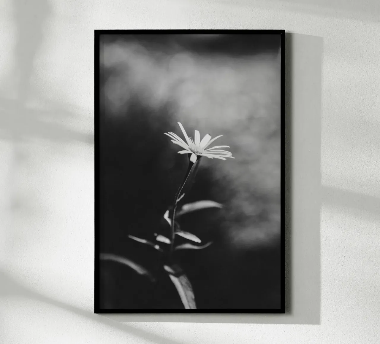 Zarte Blume im Fokus – Monochrome Ästhetik Hahnemühle von Bold and Retro