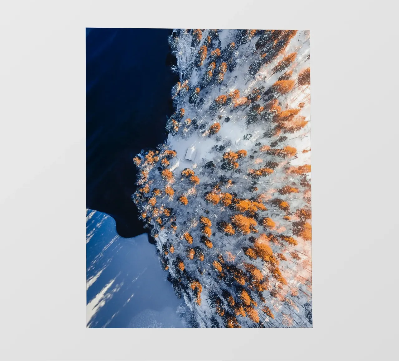 Winter forest view photo wallpaper by Whole©
