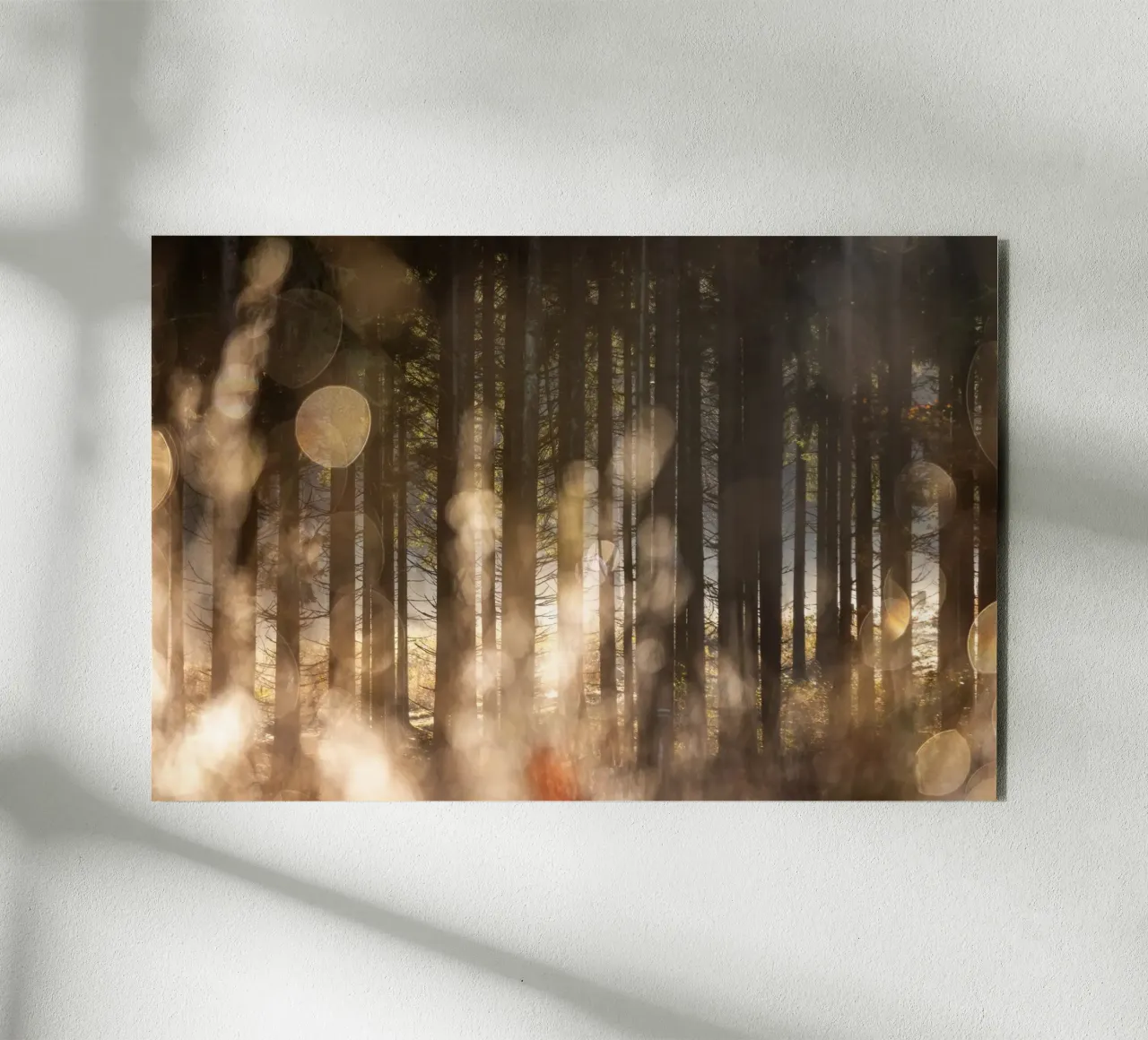 Forest Glow 2 alluminio dibond da Mareike Böhmer Photography