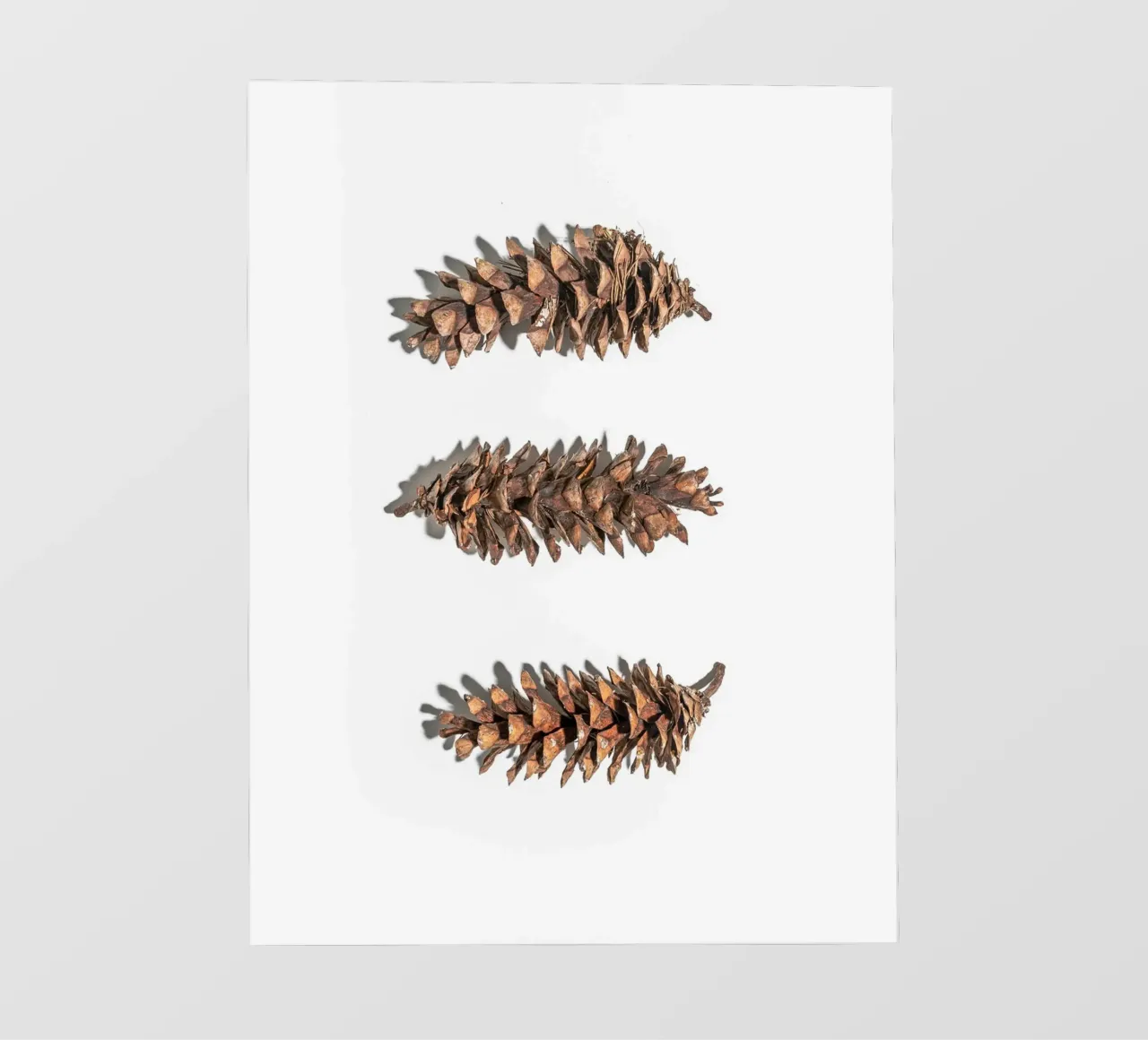 Arte delle pigne - Design naturalistico minimalista telo in pvc da Whole©