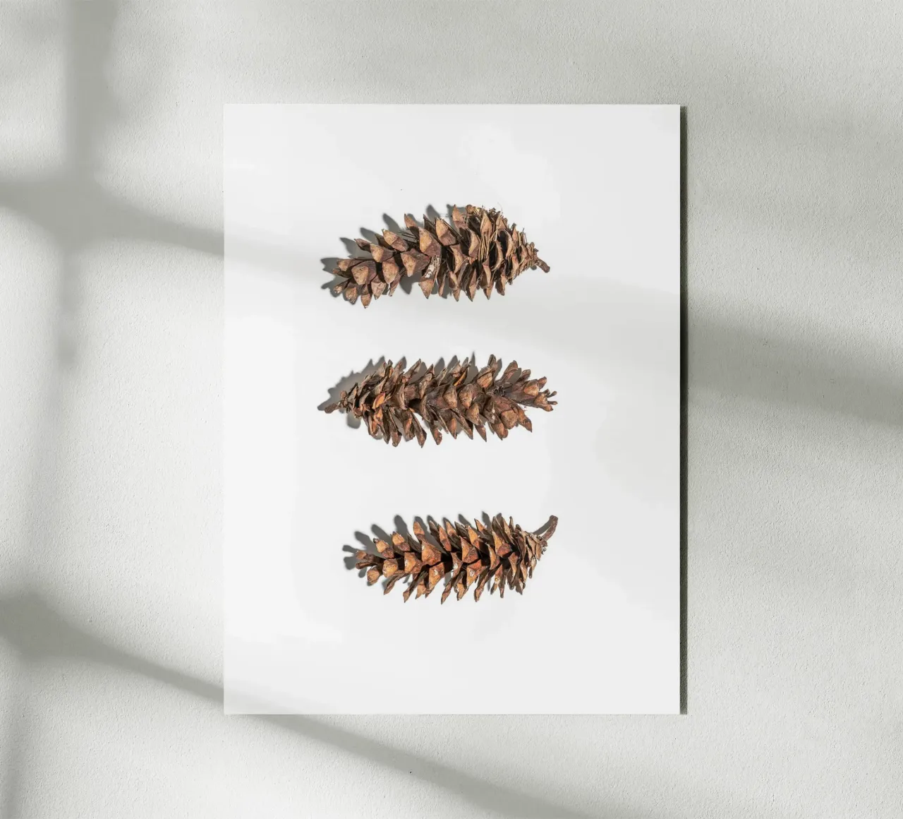 Pine cone art - Minimalist nature design forex plate by Whole©