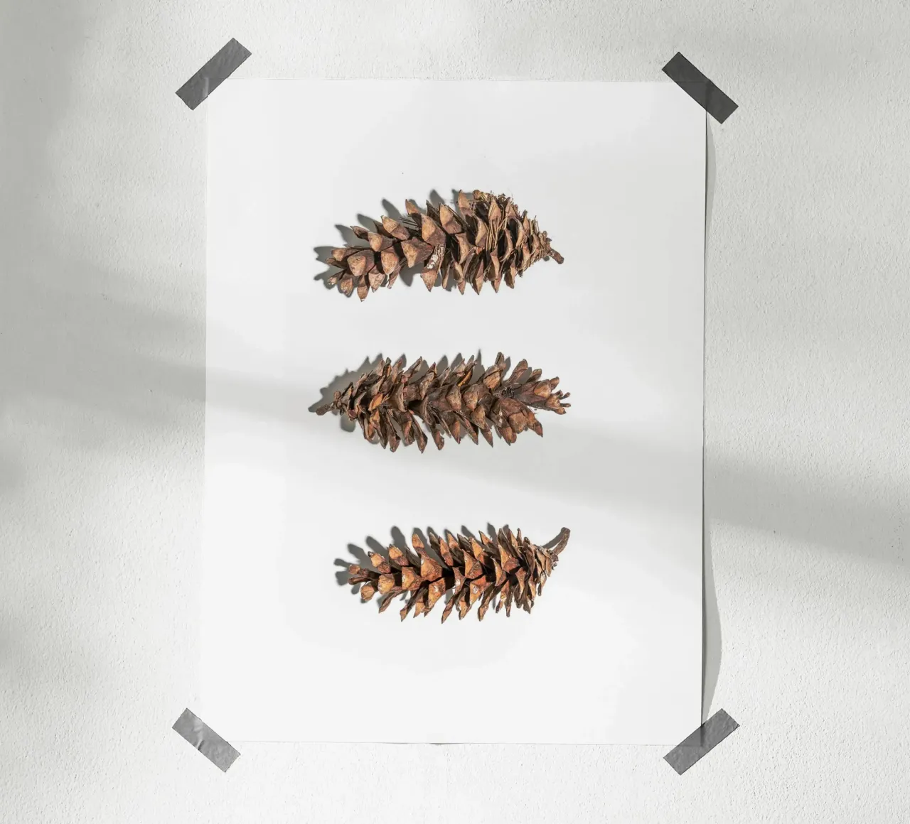 Pine cone art - Minimalist nature design hahnemühle by Whole©