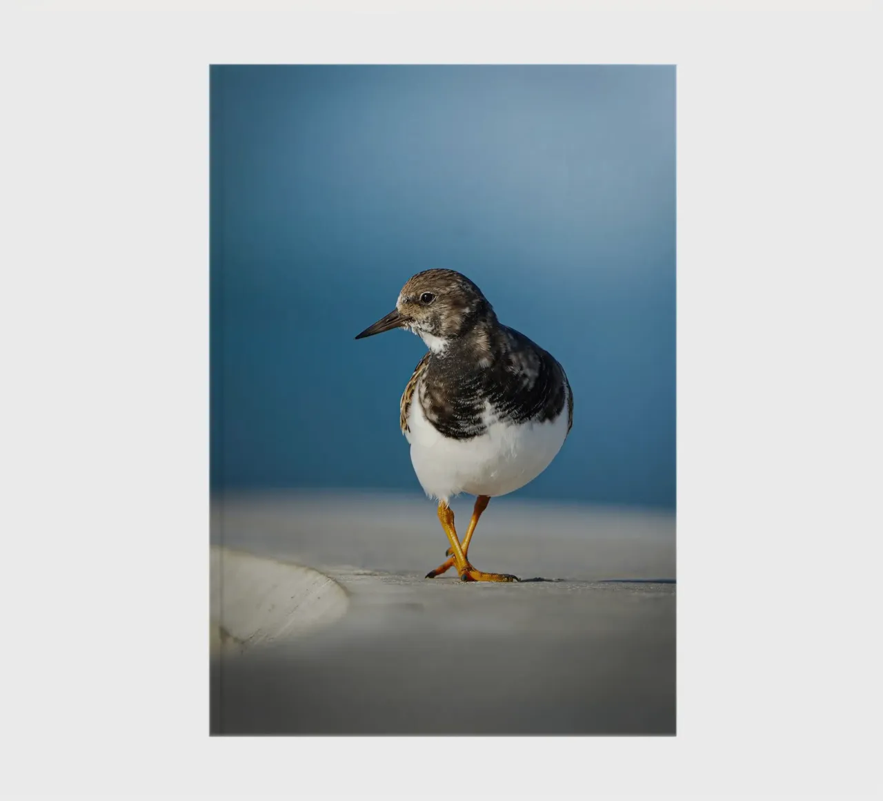 Ruddy Turnstone notebook by Tom's Wildlife