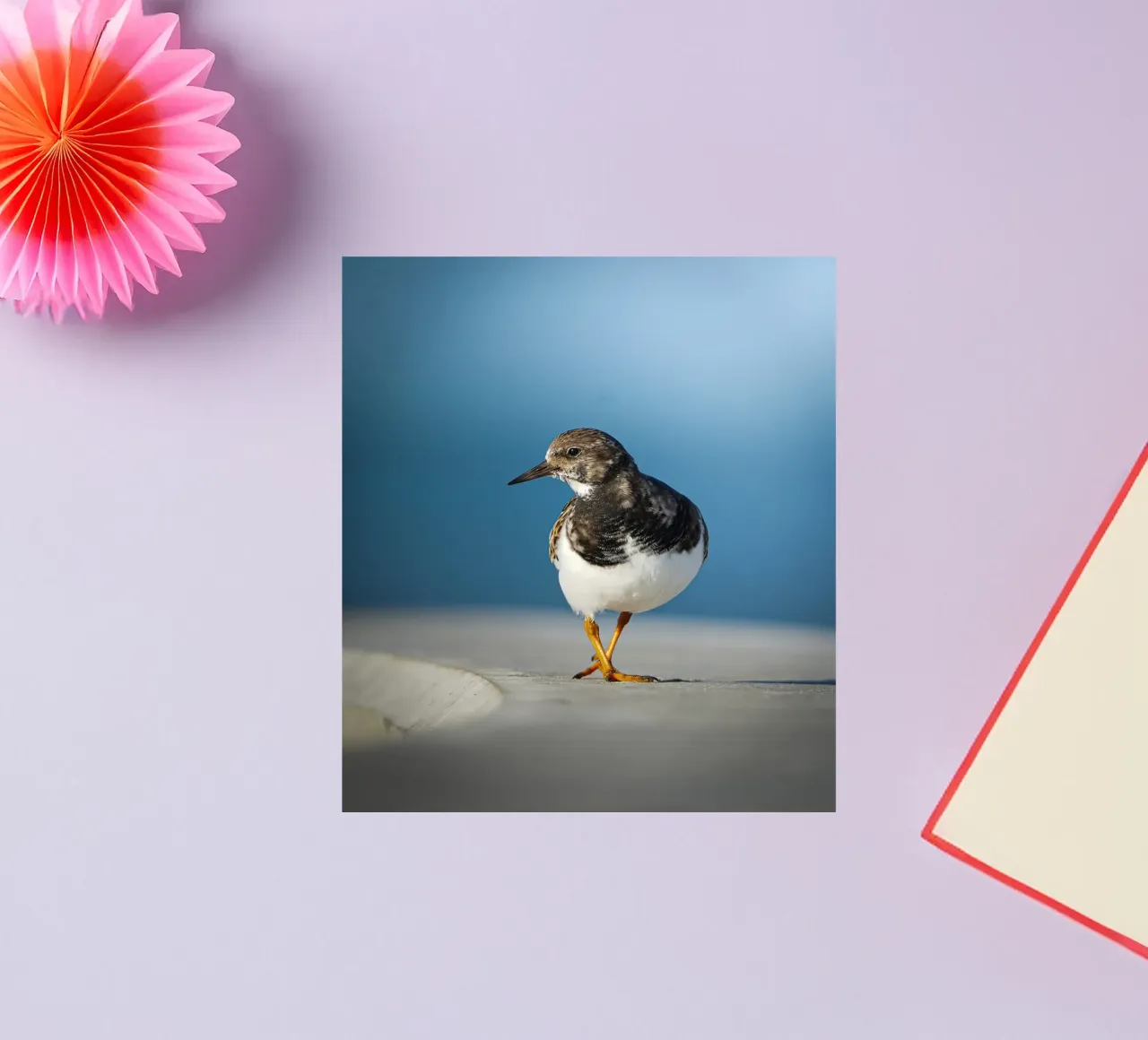 Ruddy Turnstone sticker by Tom's Wildlife