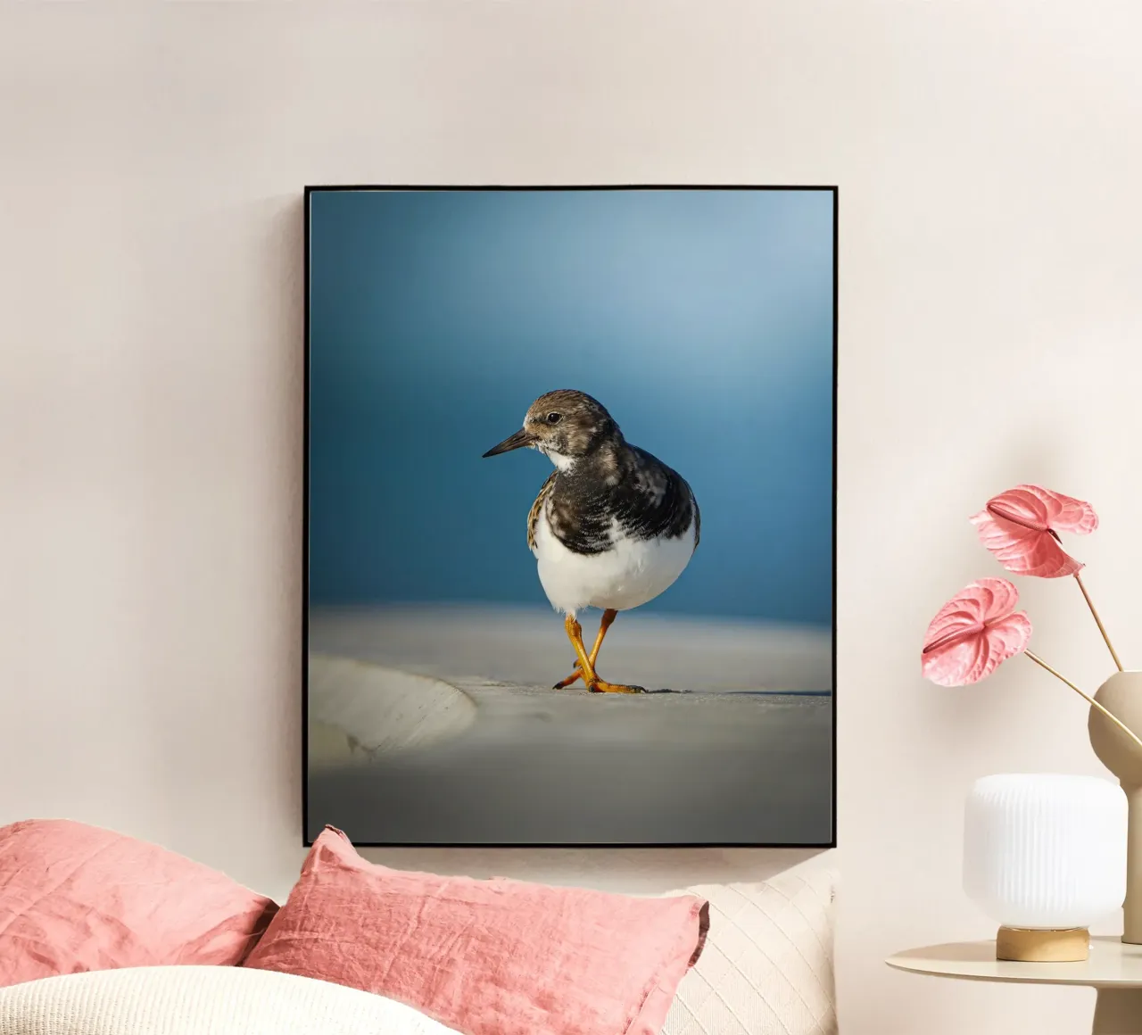 Ruddy Turnstone plexiglass da Tom's Wildlife