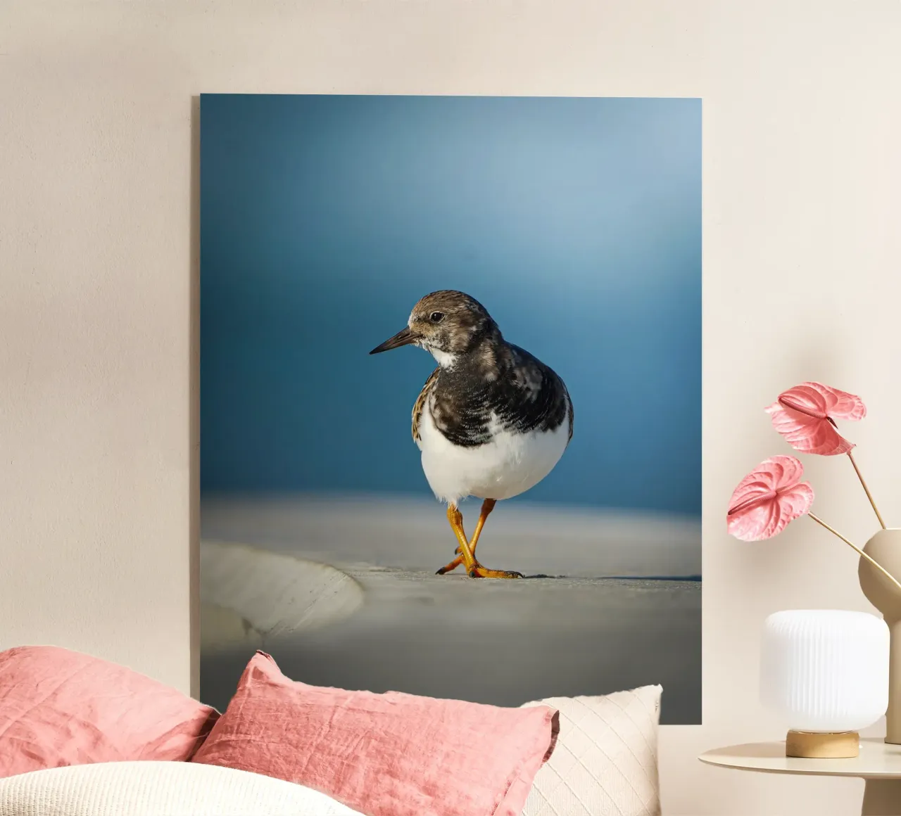 Ruddy Turnstone plexiglass da Tom's Wildlife