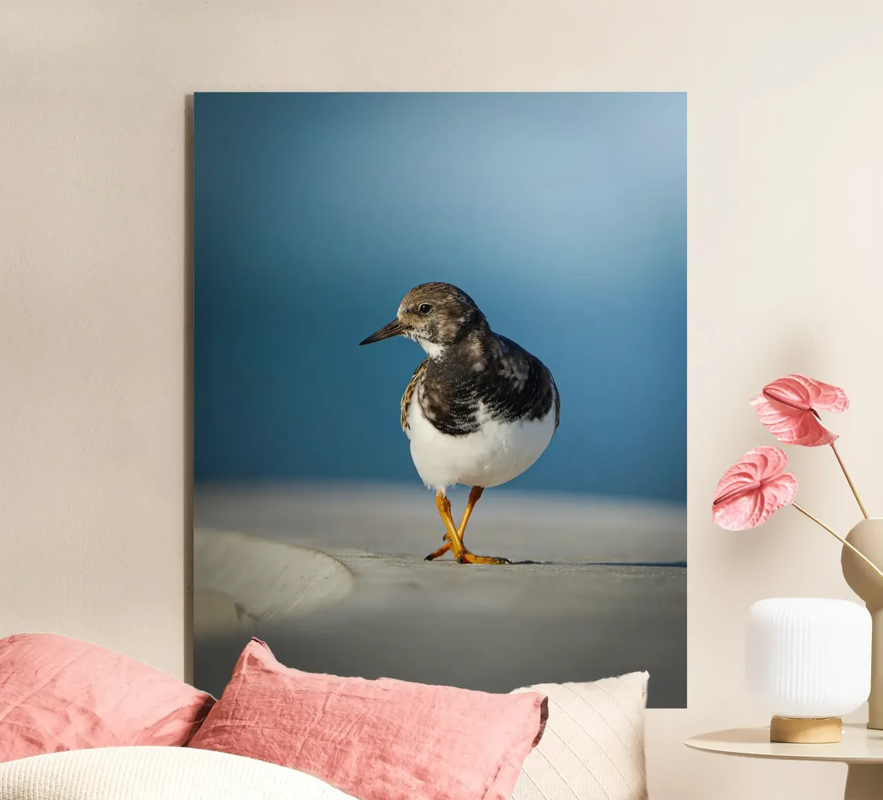 Ruddy Turnstone alluminio dibond da Tom's Wildlife