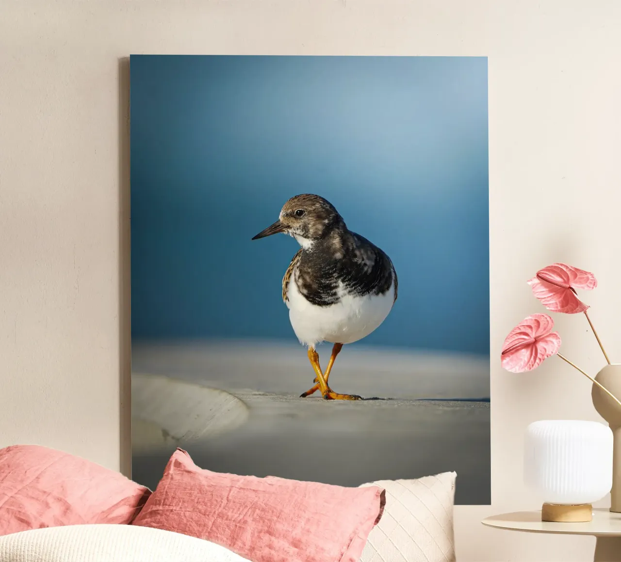 Ruddy Turnstone canvas by Tom's Wildlife
