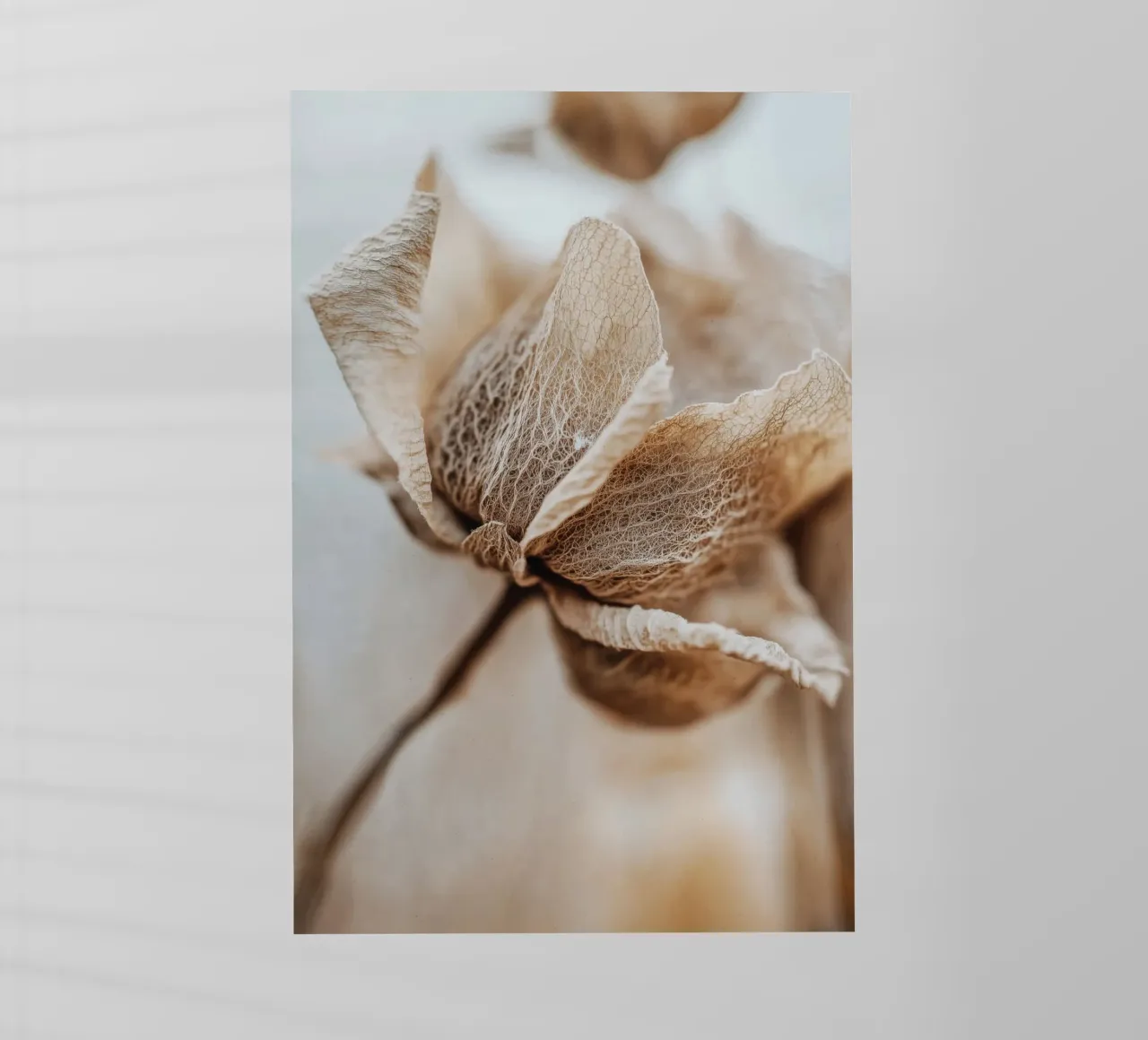 Dry Flower Detail No 3 pellicola backlit da treechild
