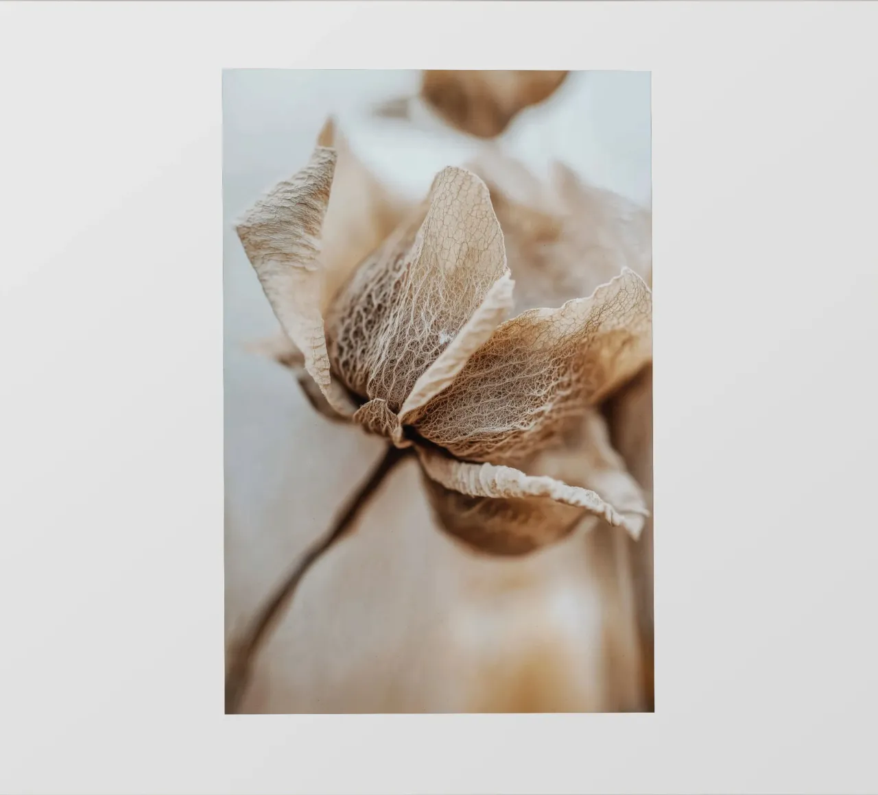 Dry Flower Detail No 3 pellicola backlit da treechild