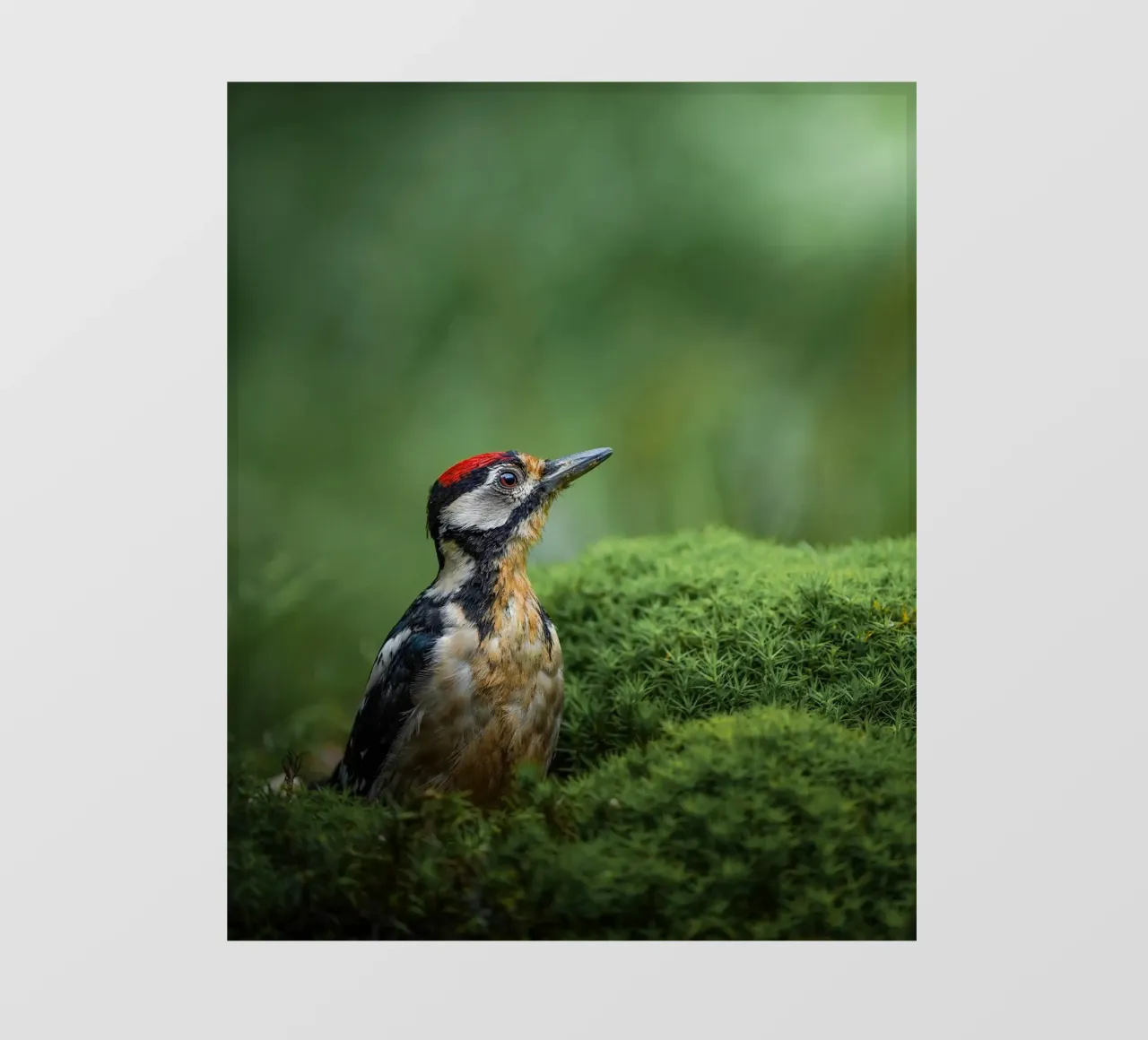 Picchio telo in pvc da Tom's Wildlife