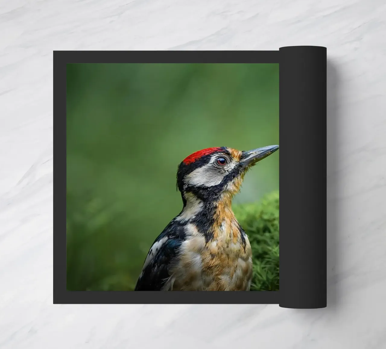 Picchio zerbino da Tom's Wildlife