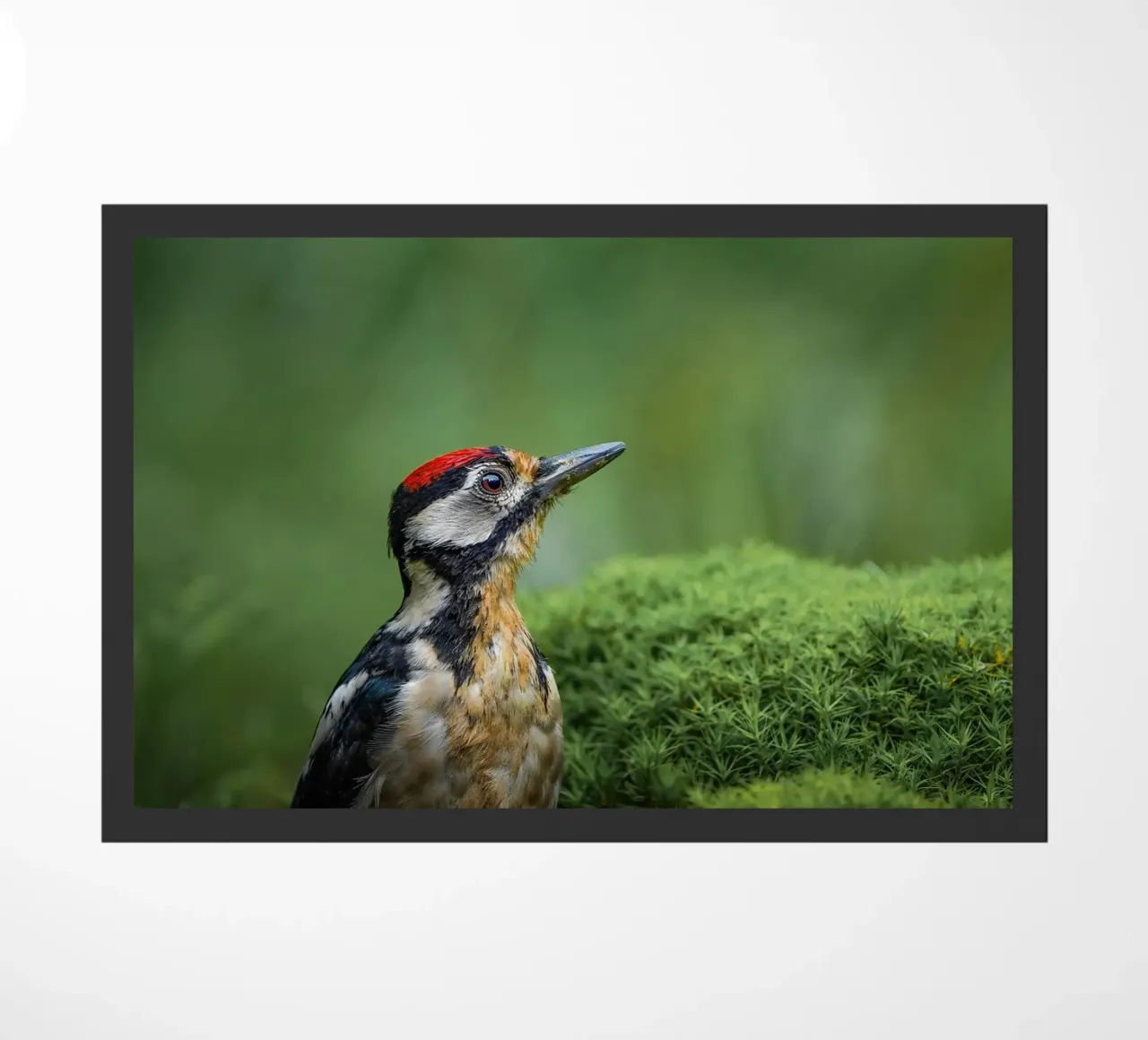 Picchio zerbino da Tom's Wildlife