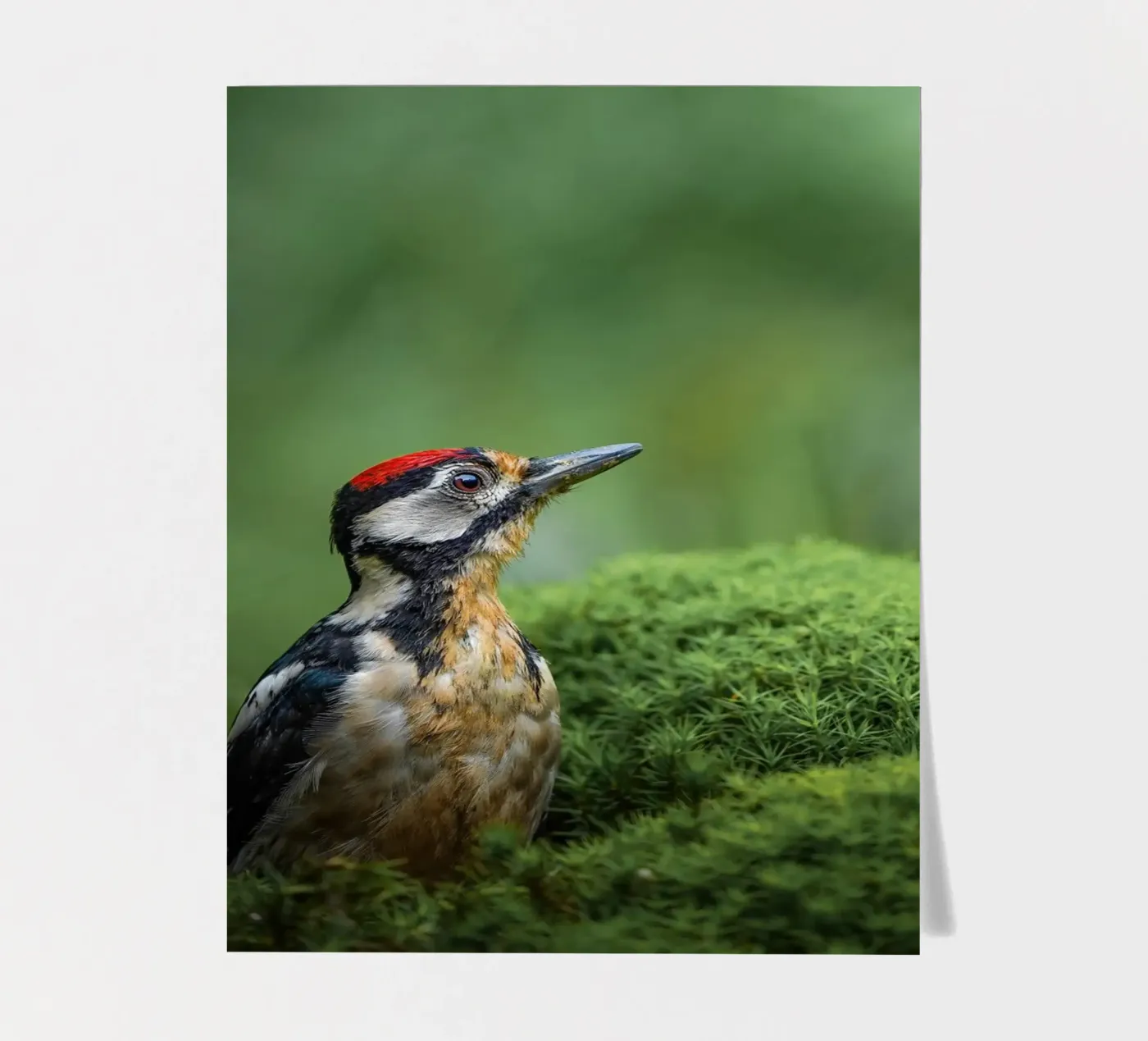 Picchio foglio adesivo da Tom's Wildlife