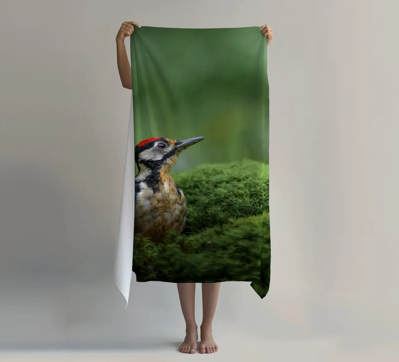 Picchio telo mare da Tom's Wildlife