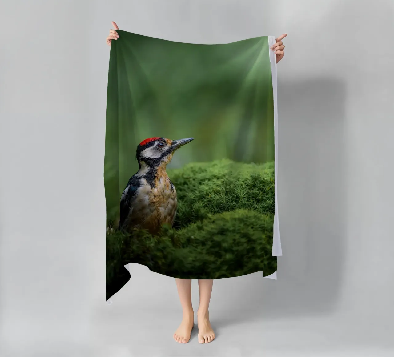 Picchio telo mare da Tom's Wildlife