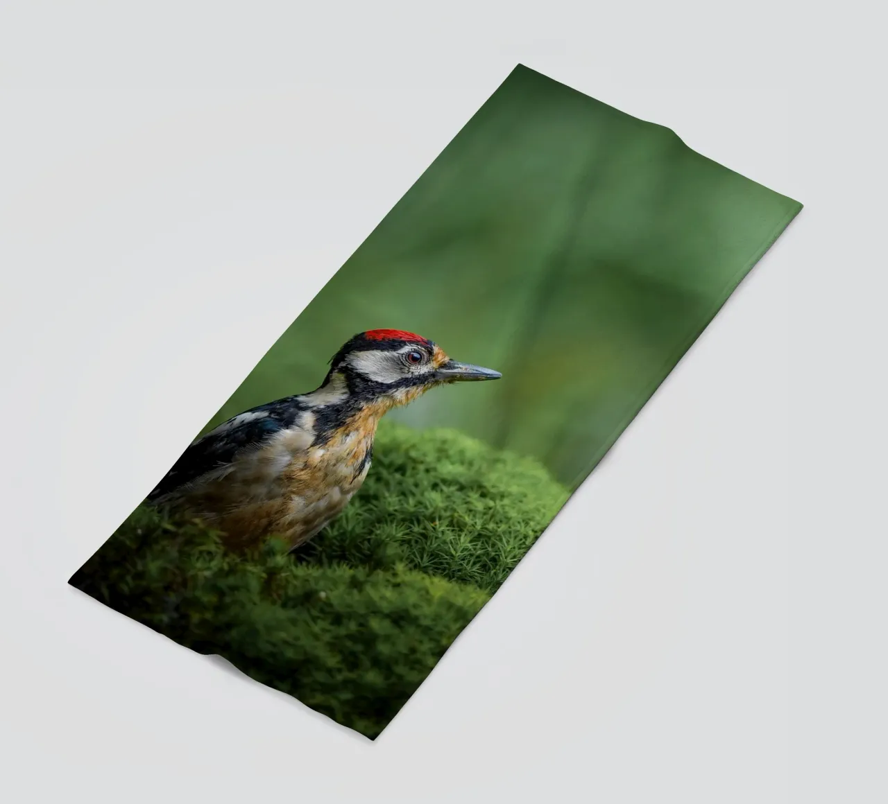 Picchio telo mare da Tom's Wildlife