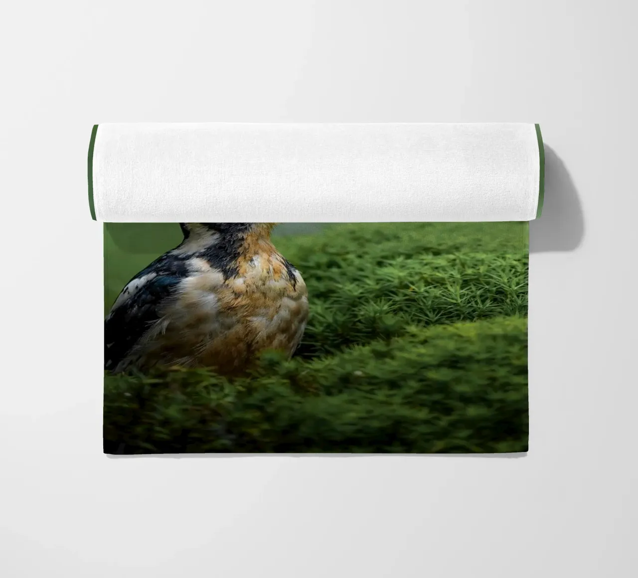 Picchio telo mare da Tom's Wildlife