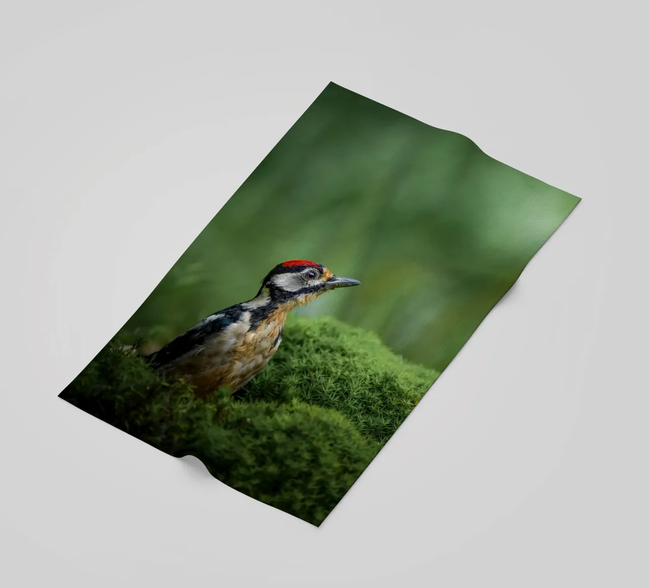 Picchio telo mare da Tom's Wildlife