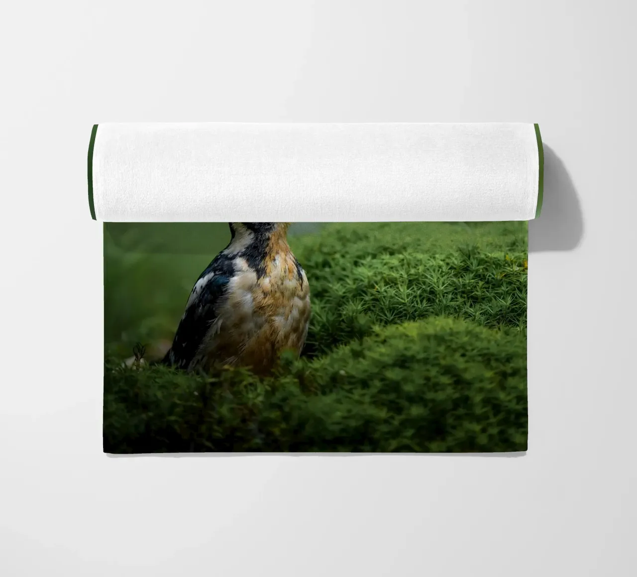 Picchio telo mare da Tom's Wildlife