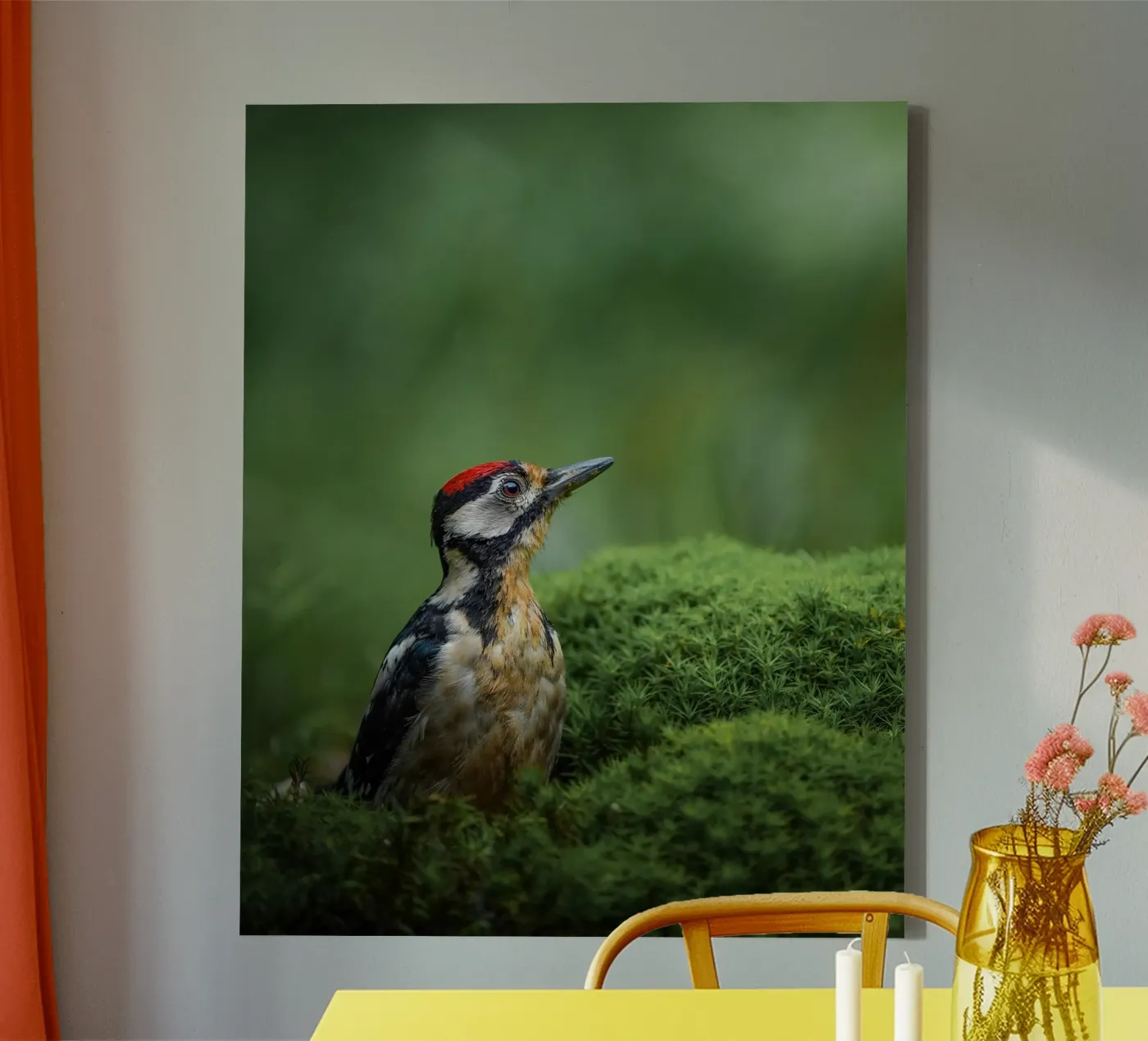 Picchio tela da Tom's Wildlife