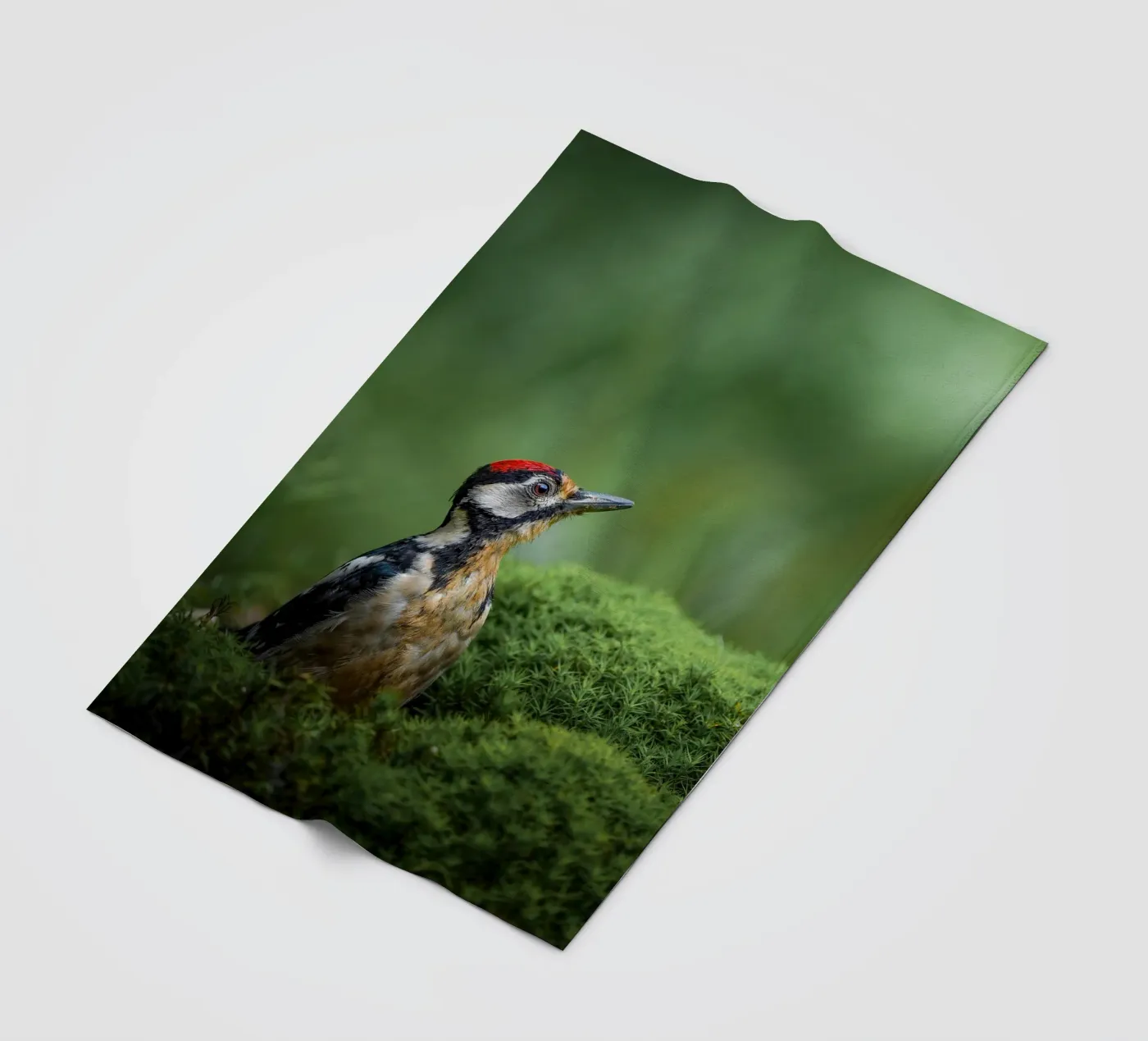 Woodpecker Fleecedecke von Tom's Wildlife