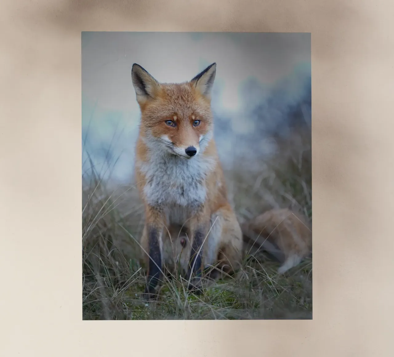 Red Fox in the dunes pellicola backlit da Tom's Wildlife