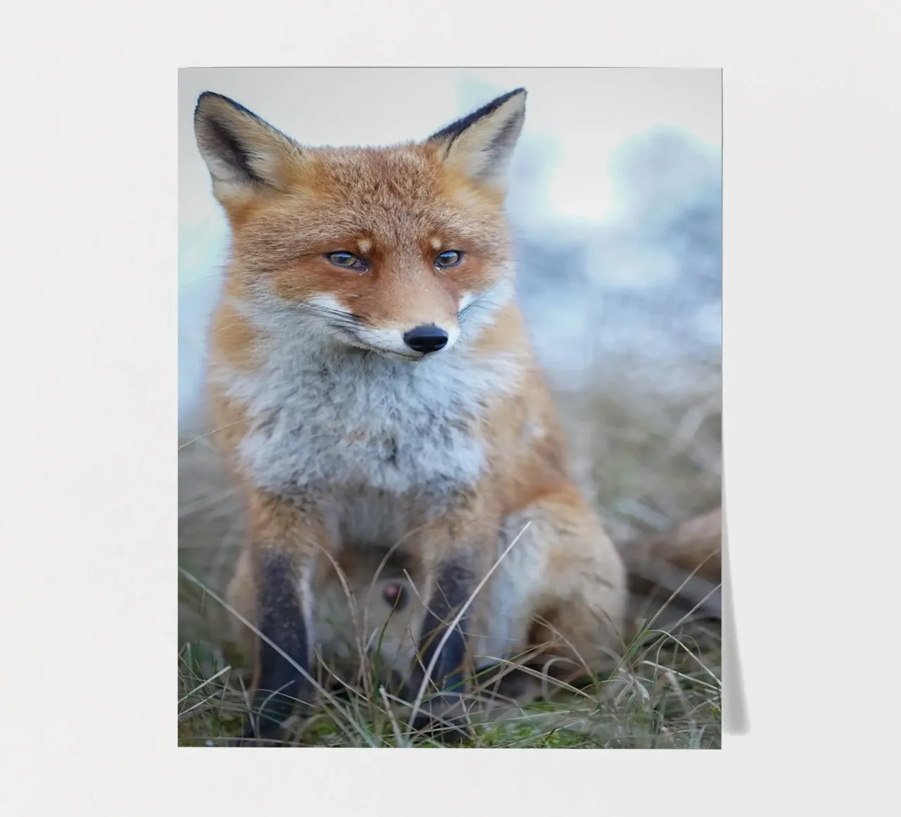Red Fox in the dunes Stickerbogen von Tom's Wildlife