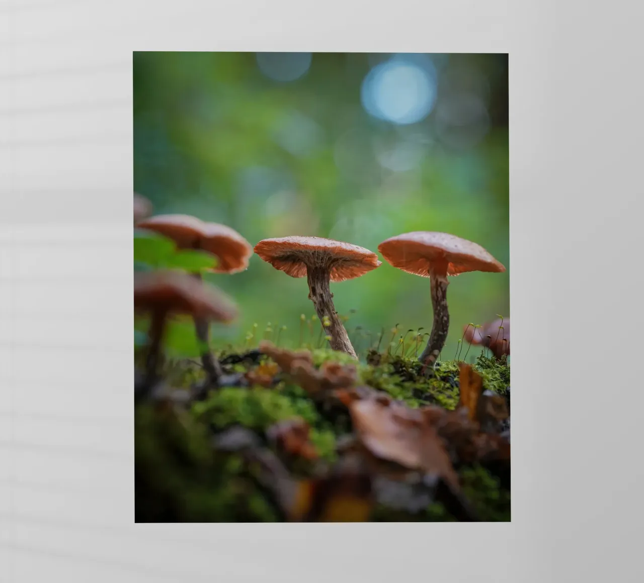 Funghi magic pellicola backlit da Tom's Wildlife