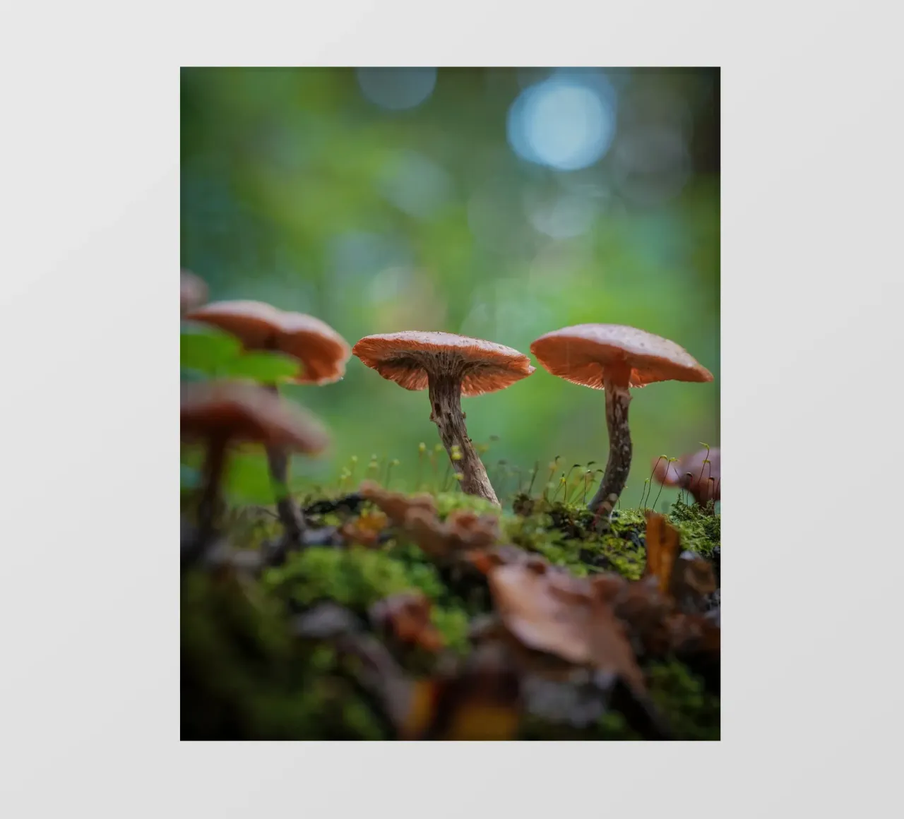 Funghi magic pellicola backlit da Tom's Wildlife