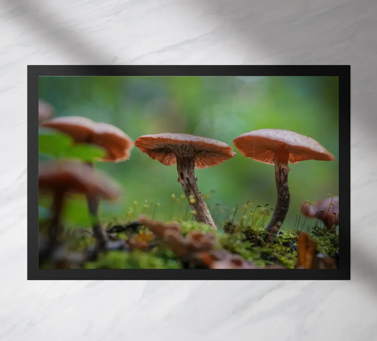 Funghi magic zerbino da Tom's Wildlife