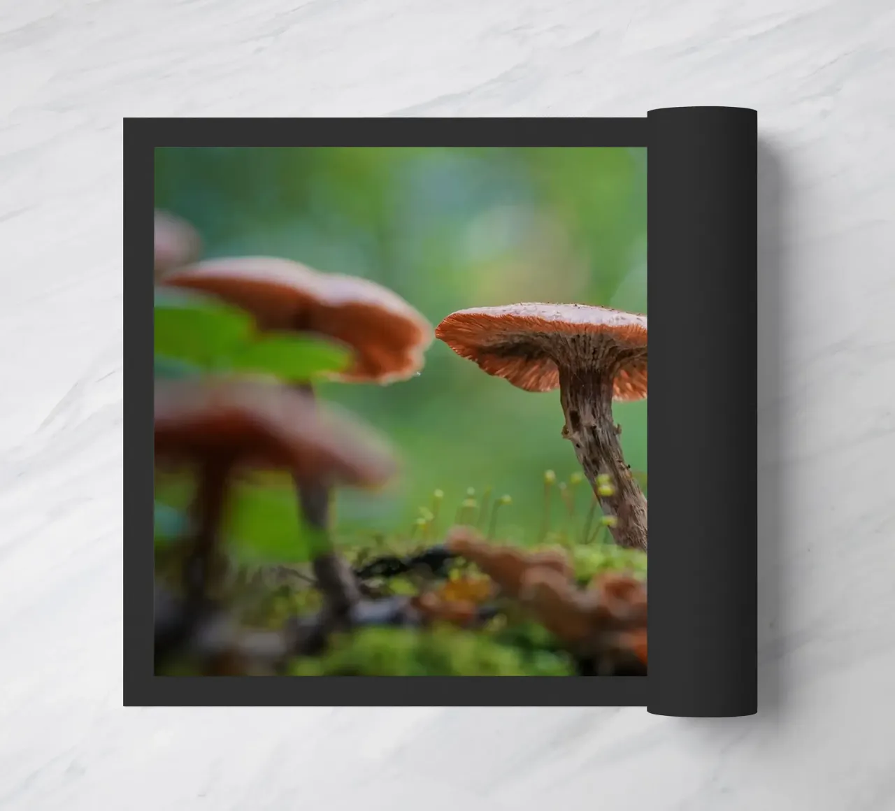 Funghi magic zerbino da Tom's Wildlife