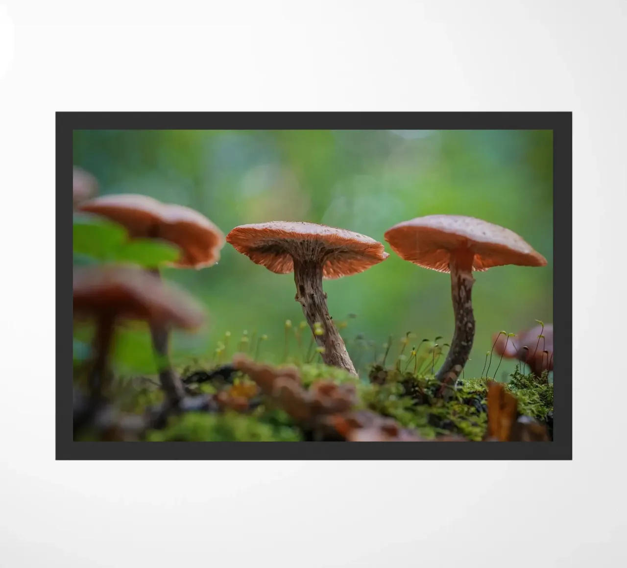 Funghi magic zerbino da Tom's Wildlife