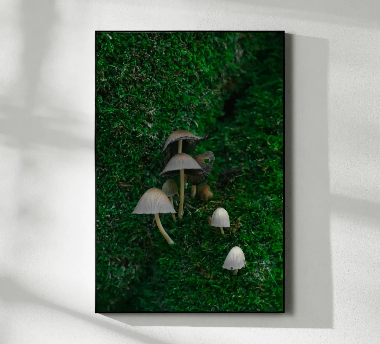 Mushrooms plexiglass da _davide_elifheritage