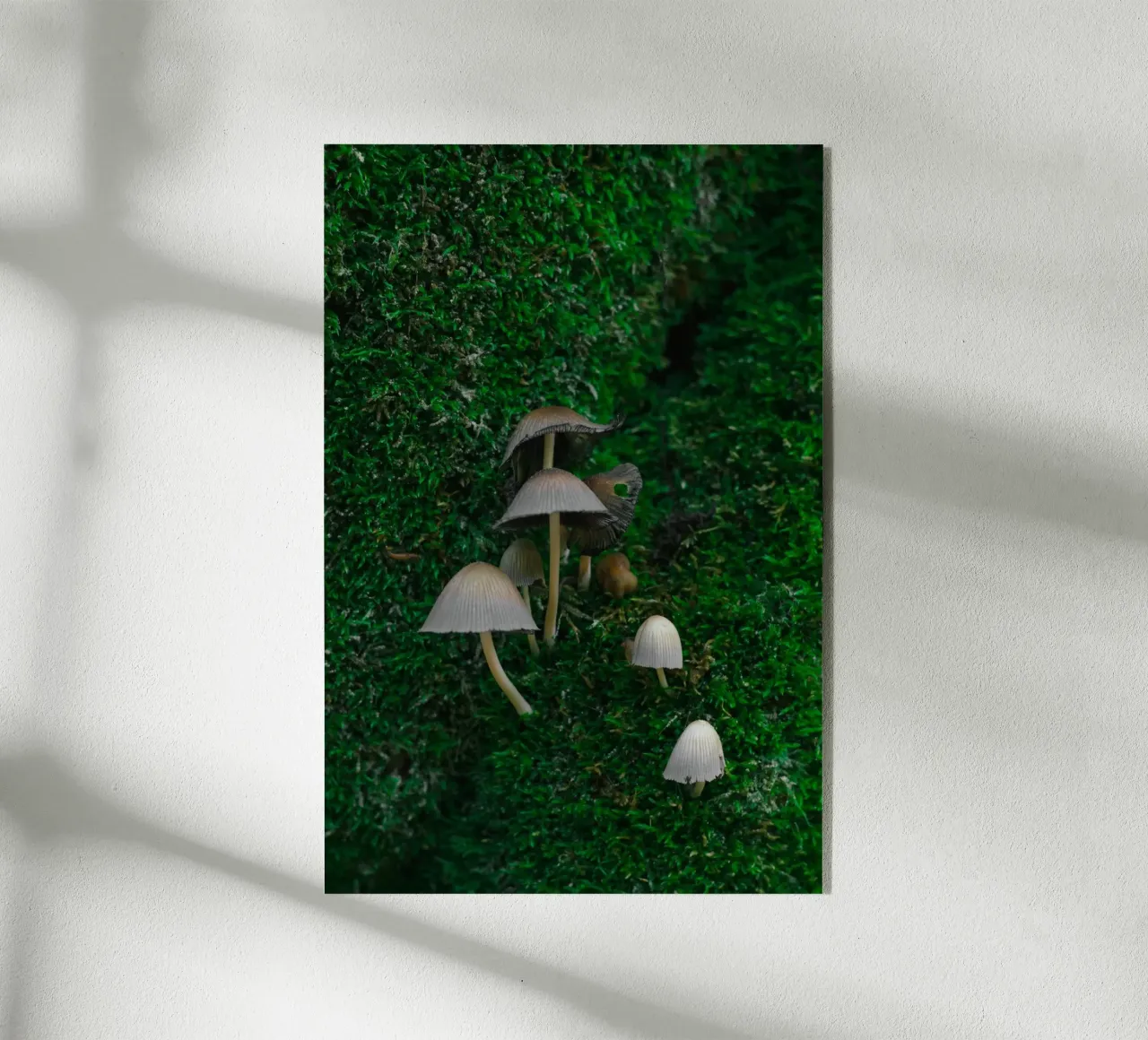 Mushrooms plexiglass da _davide_elifheritage