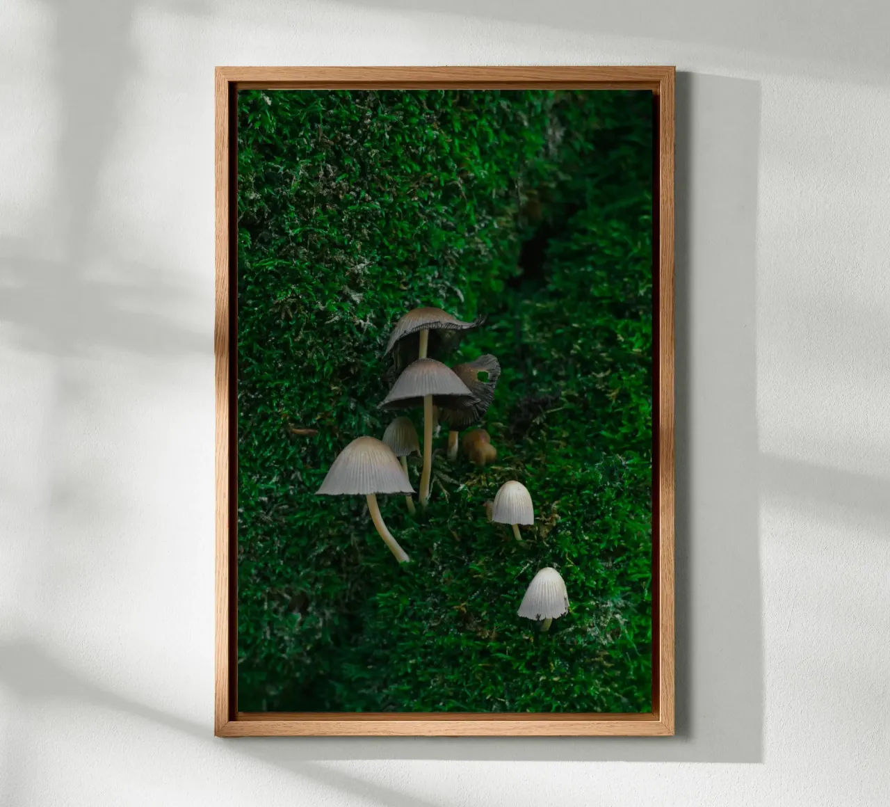 Mushrooms alluminio dibond da _davide_elifheritage