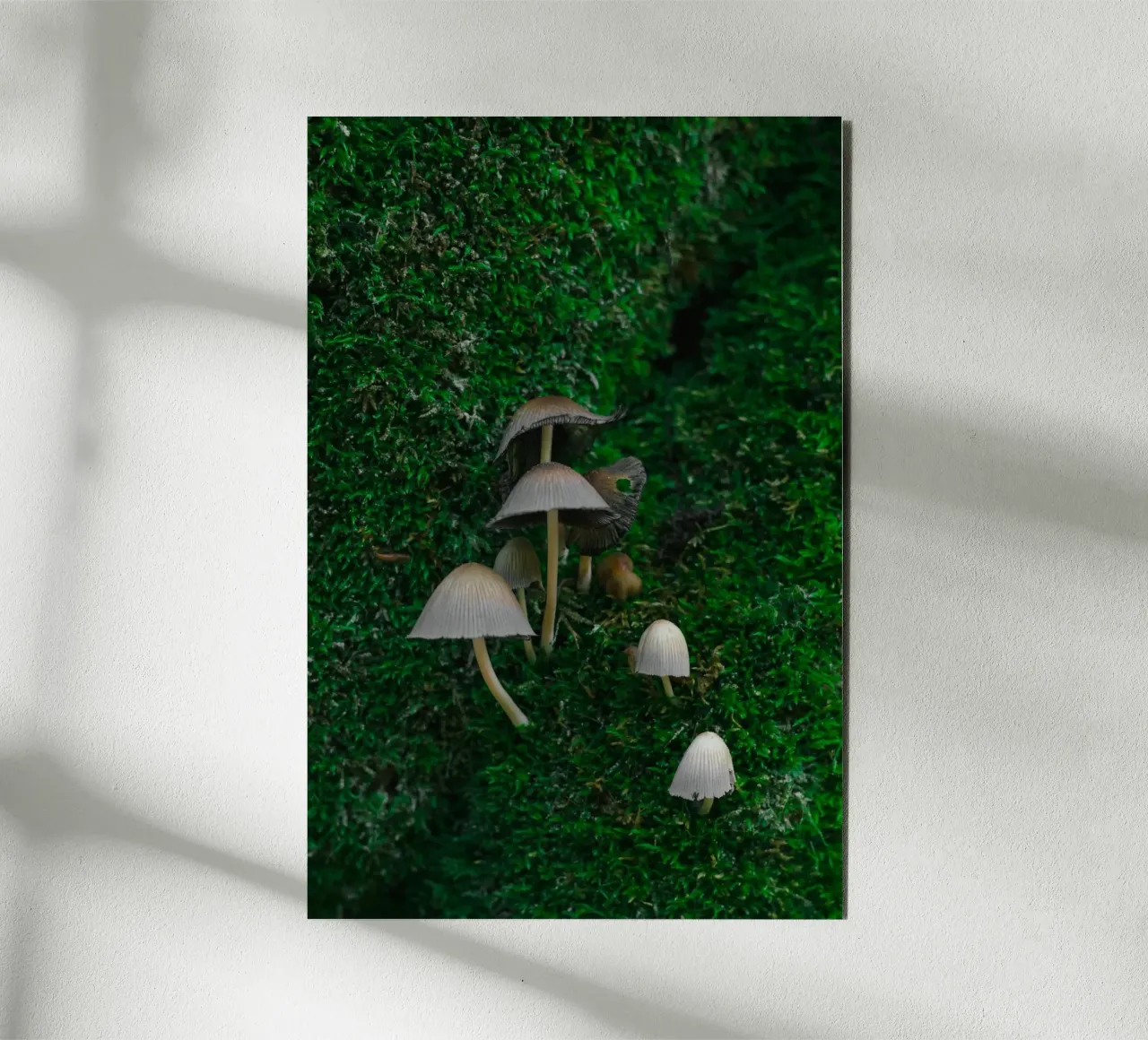 Mushrooms alluminio dibond da _davide_elifheritage