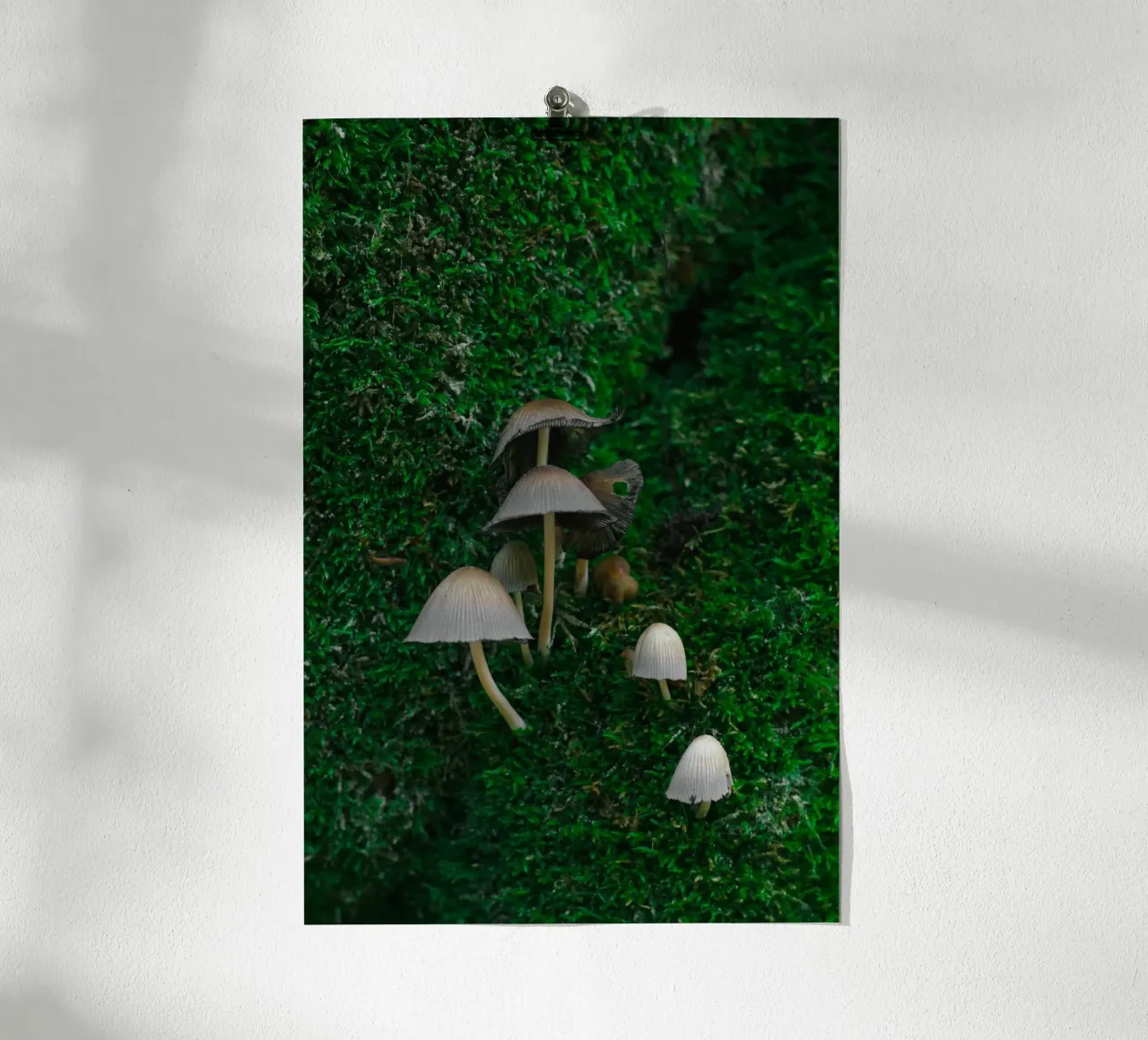 Mushrooms poster da _davide_elifheritage
