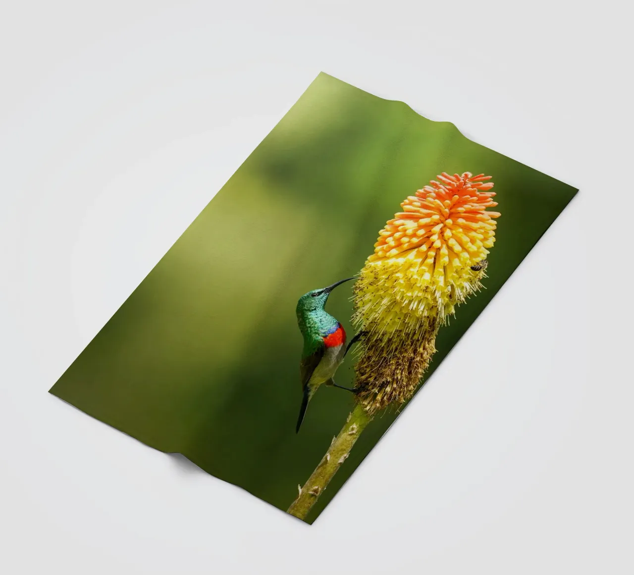 Sunbird fleecedeken van Tom's Wildlife