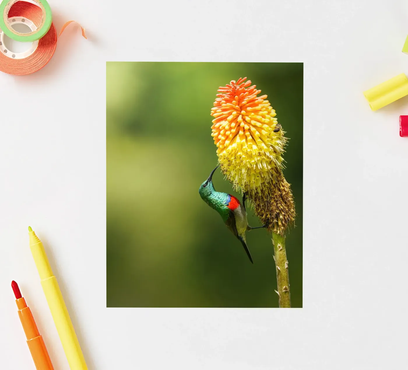 Sunbird sticker van Tom's Wildlife