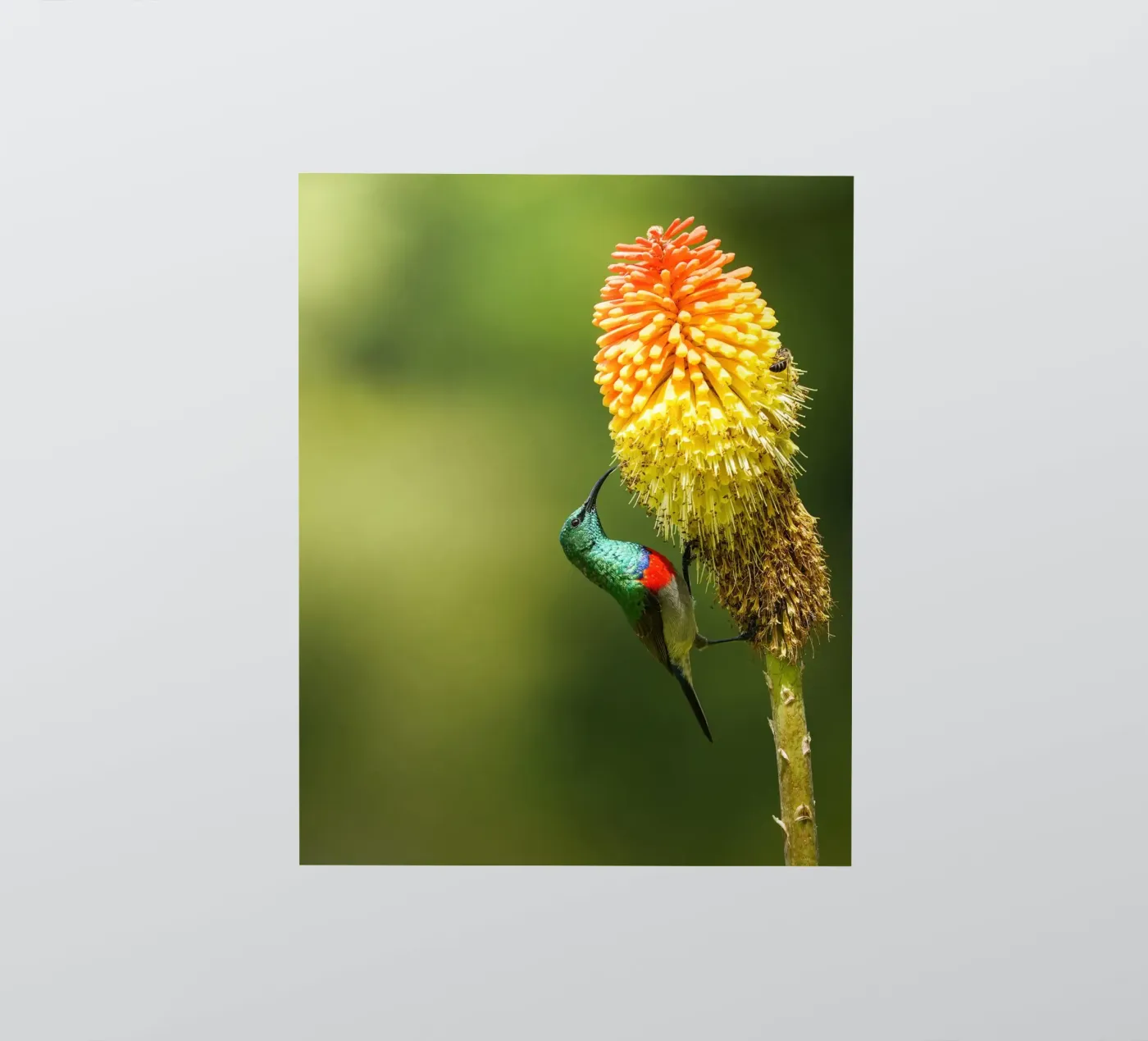 Sunbird sticker van Tom's Wildlife