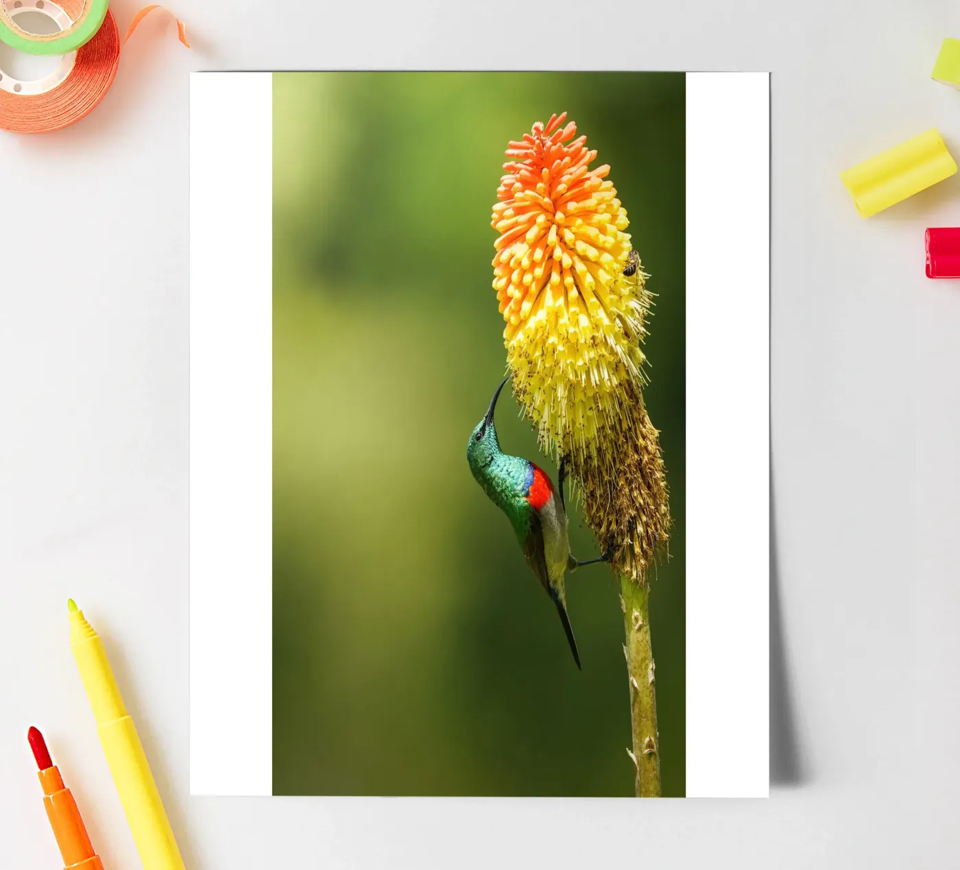 Sunbird sticker sheet by Tom's Wildlife