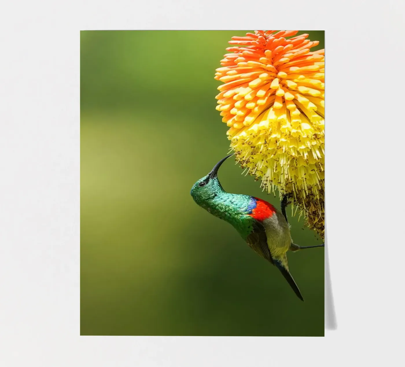Sunbird sticker sheet by Tom's Wildlife